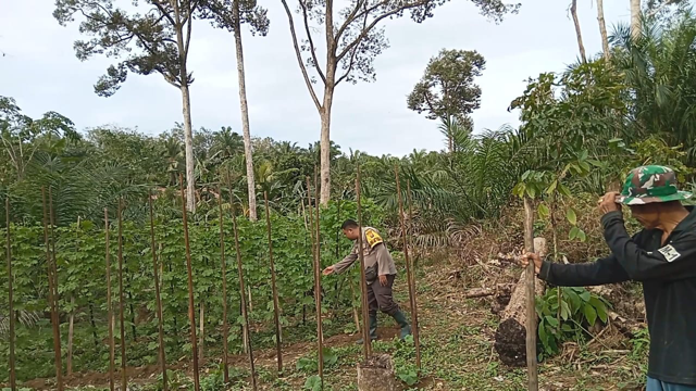 Ipueh_Sedang.png