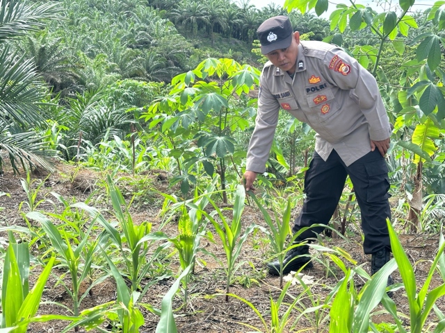Pego_Sedang.png