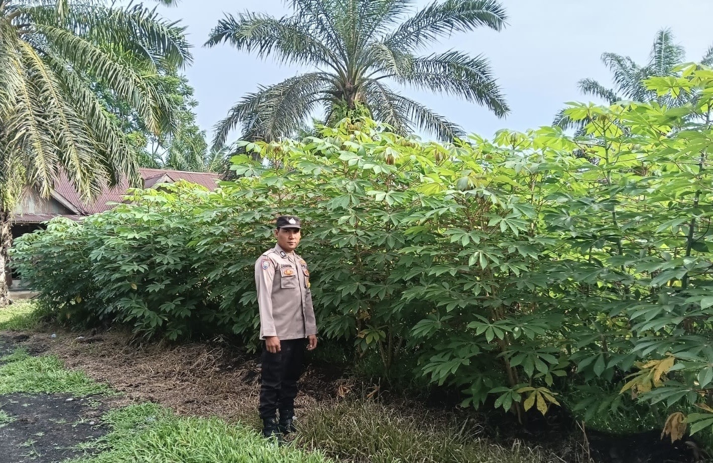 Polsek Pondok Suguh Polres Mukomuko Cek Tanaman di Lahan Ketahanan Pangan Singkong dan Ubi.