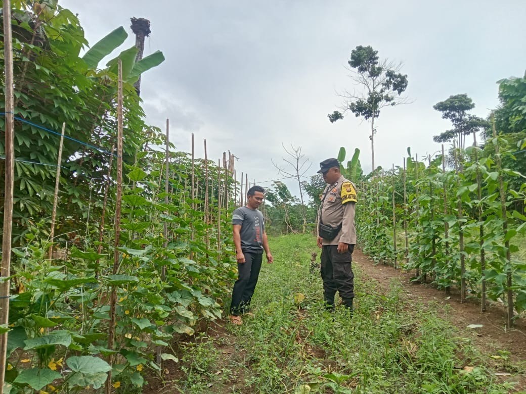Bhabinkamtibmas Polsek Ipuh Cek Lahan Ketahan Pangan Bersama Kelompok Tani.